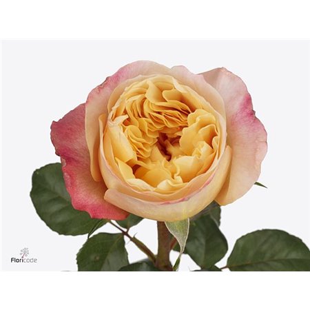 Vrtnica David Austin Edith c3531