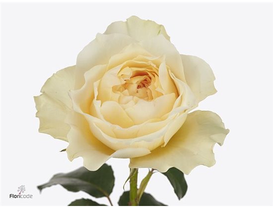 Vrtnica David Austin Effie c3532