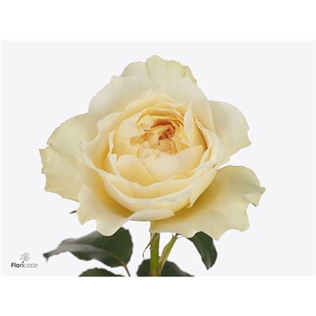 Vrtnica David Austin Effie c3532