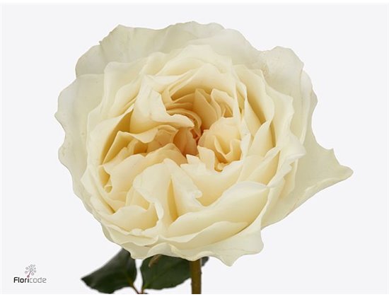 Vrtnica David Austin Eugenie c3533