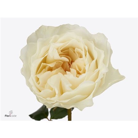 Vrtnica David Austin Eugenie c3533