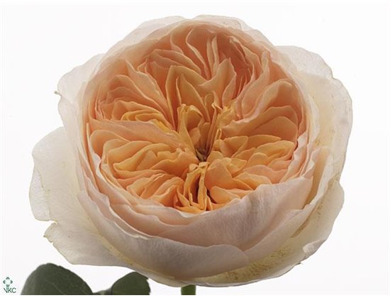 Vrtnica David Austin Juliet c3534