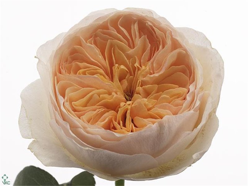 Vrtnica David Austin Juliet c3534