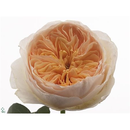 Vrtnica David Austin Juliet c3534