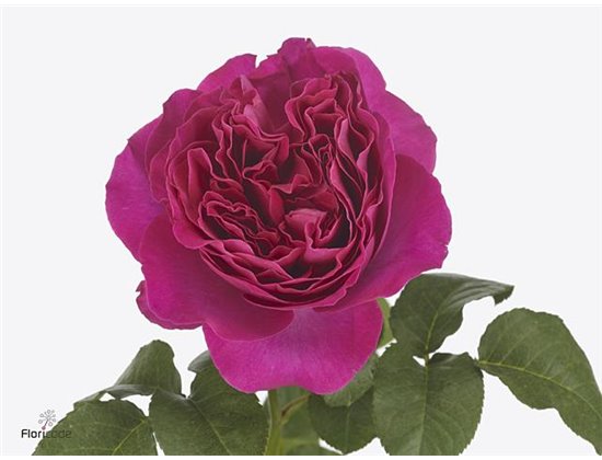 Vrtnica David Austin Kate c3535