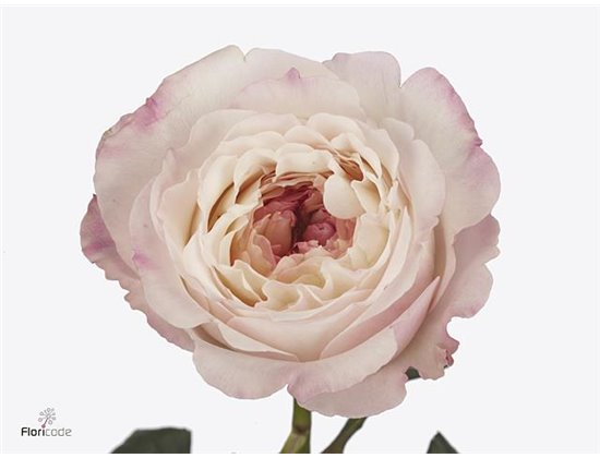 Vrtnica David Austin Keira c3536