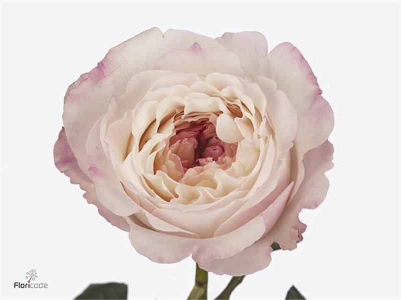 Vrtnica David Austin Keira c3536