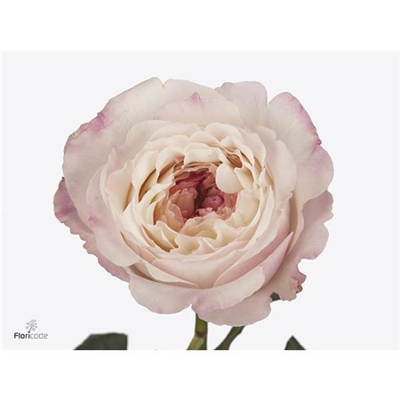 Vrtnica David Austin Keira c3536