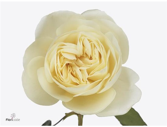 Vrtnica David Austin Leonora c3537