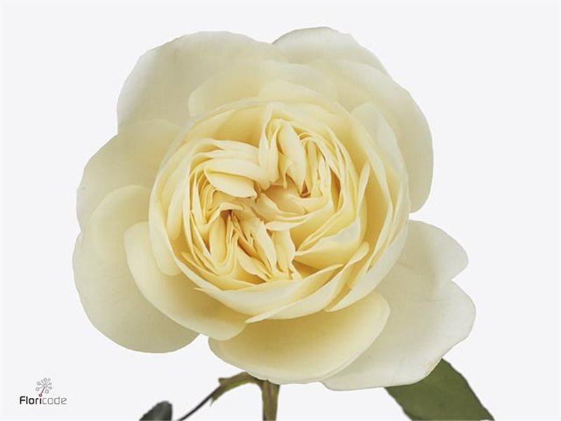 Vrtnica David Austin Leonora c3537