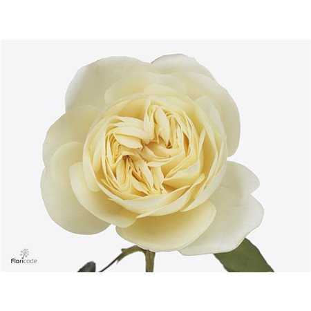 Vrtnica David Austin Leonora c3537