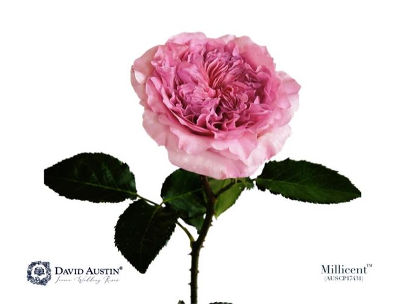 Vrtnica David Austin Millicent c3538