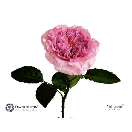 Vrtnica David Austin Millicent c3538