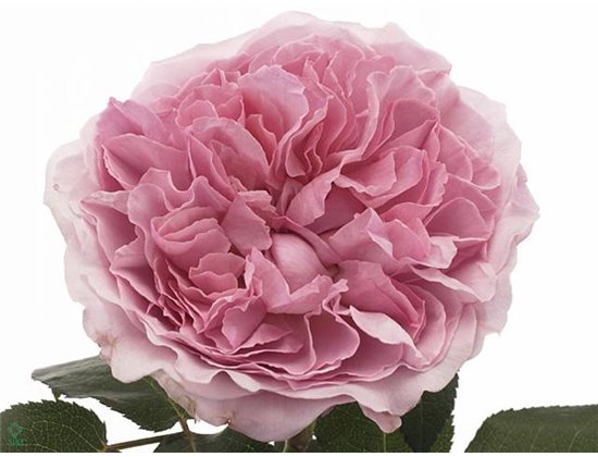 Vrtnica David Austin Miranda c3539