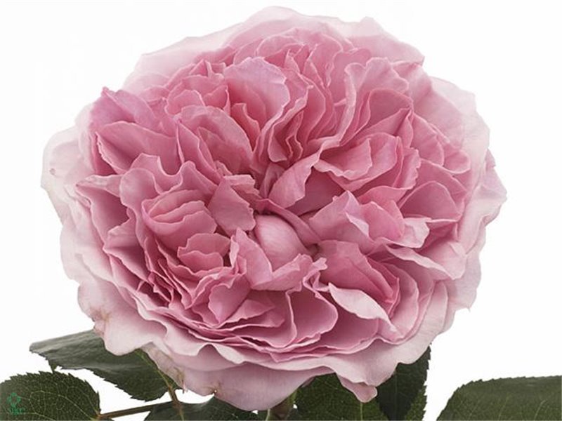 Vrtnica David Austin Miranda c3539