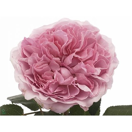 Vrtnica David Austin Miranda c3539