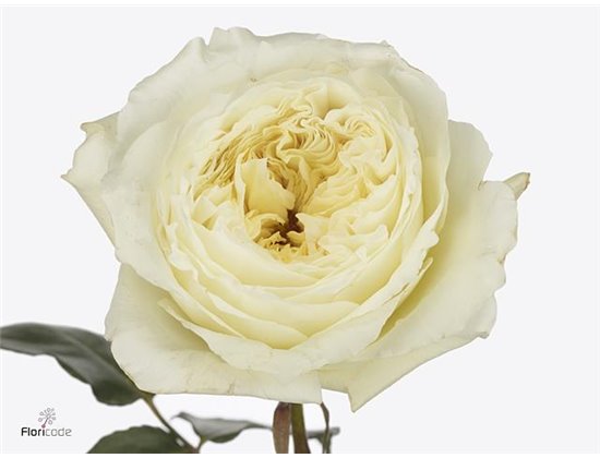 Vrtnica David Austin Patience c3540