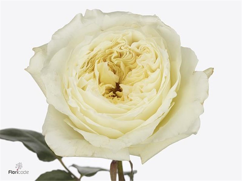 Vrtnica David Austin Patience c3540