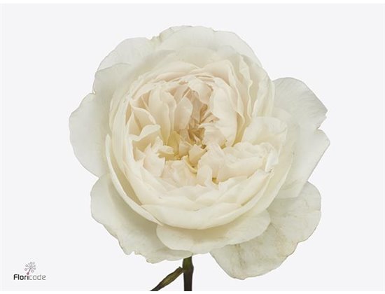 Vrtnica David Austin Purity c3541