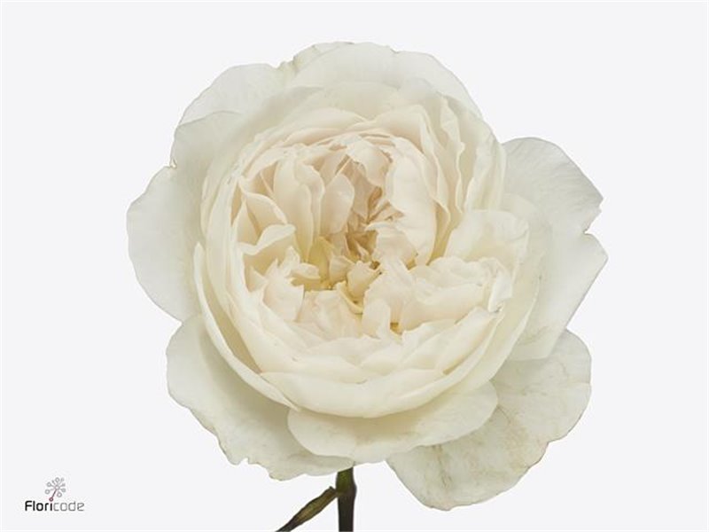 Vrtnica David Austin Purity c3541