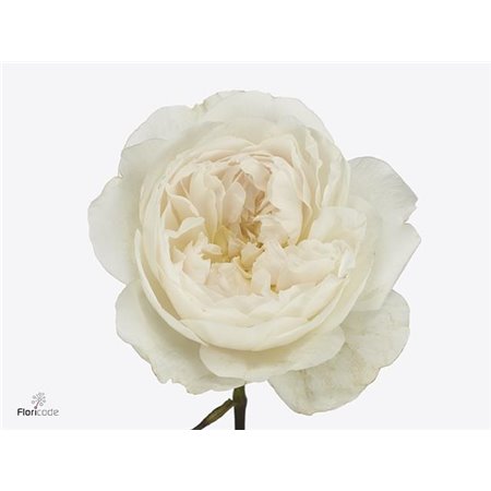 Vrtnica David Austin Purity c3541