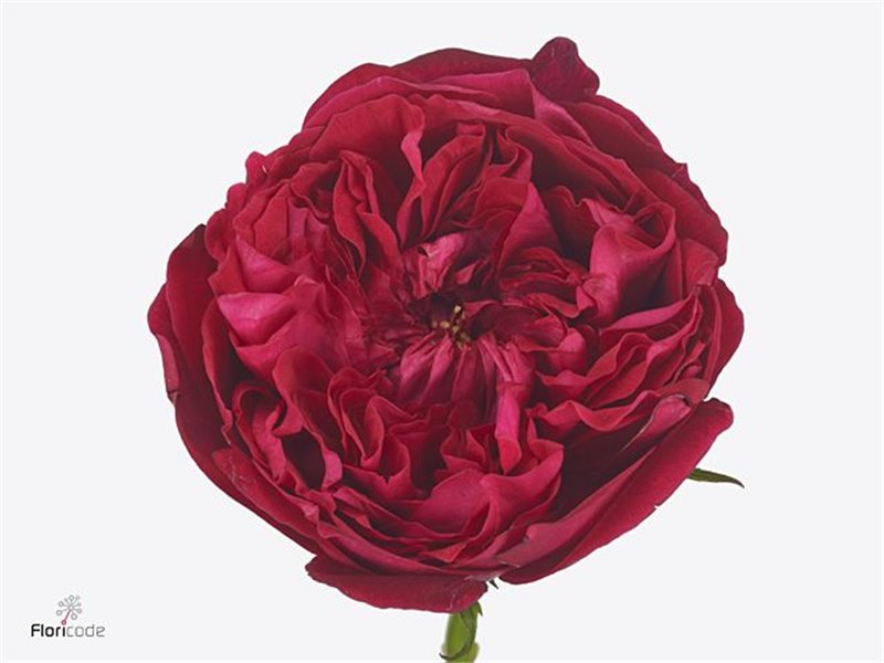 Vrtnica David Austin Tess c3542