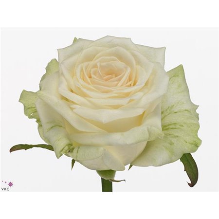 Vrtnica Dolomiti c3543