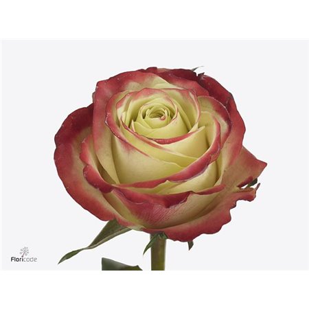 Vrtnica Duchesse c3548