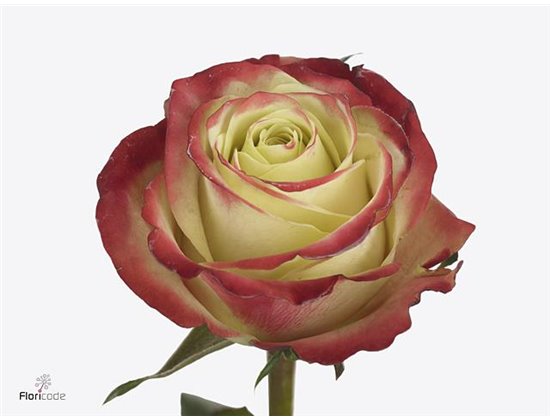 Vrtnica Eagle Eye c3549