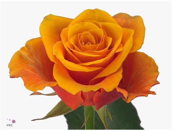 Vrtnica Espana c3550