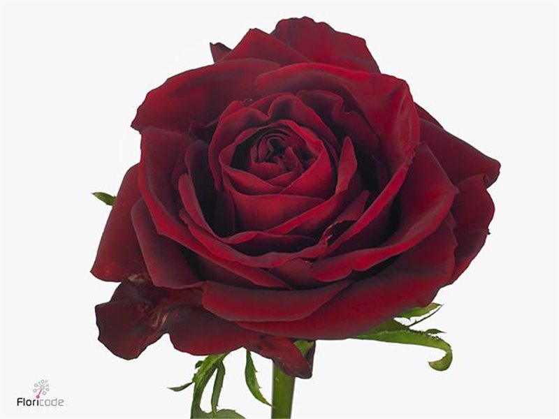 Vrtnica Ever Red c3551