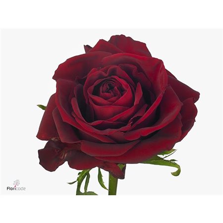 Vrtnica Ever Red c3551