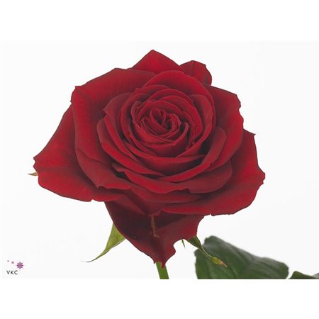 Vrtnica Furiosa c3554