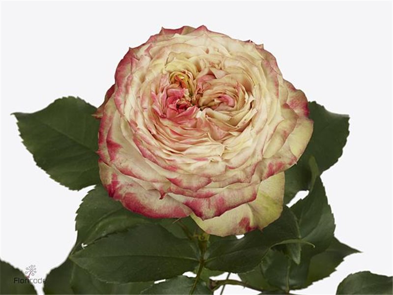 Vrtnica Garden Apple Jack c3556