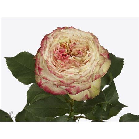 Vrtnica Garden Apple Jack c3557