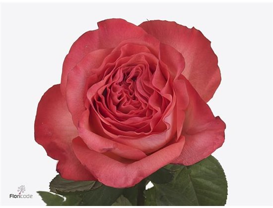 Vrtnica Garden Coldplay c3558