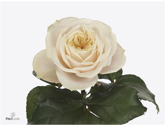 Vrtnica Garden Crystal Flame c3560