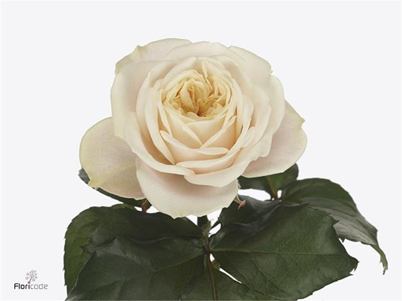 Vrtnica Garden Crystal Flame c3560