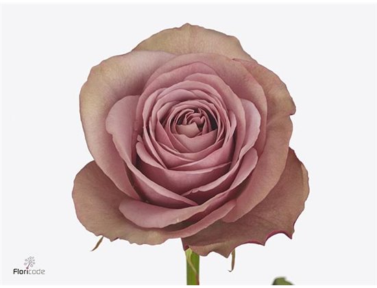 Vrtnica Garden Moab c3563