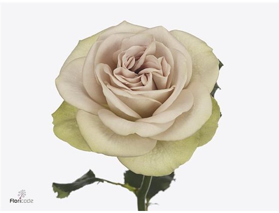 Vrtnica Garden Notre Dame c3565