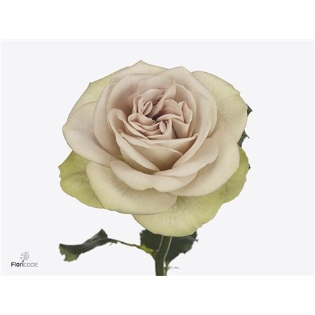 Vrtnica Garden Notre Dame c3565