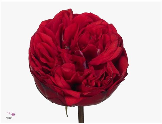 Vrtnica Garden Princess Crown c3566