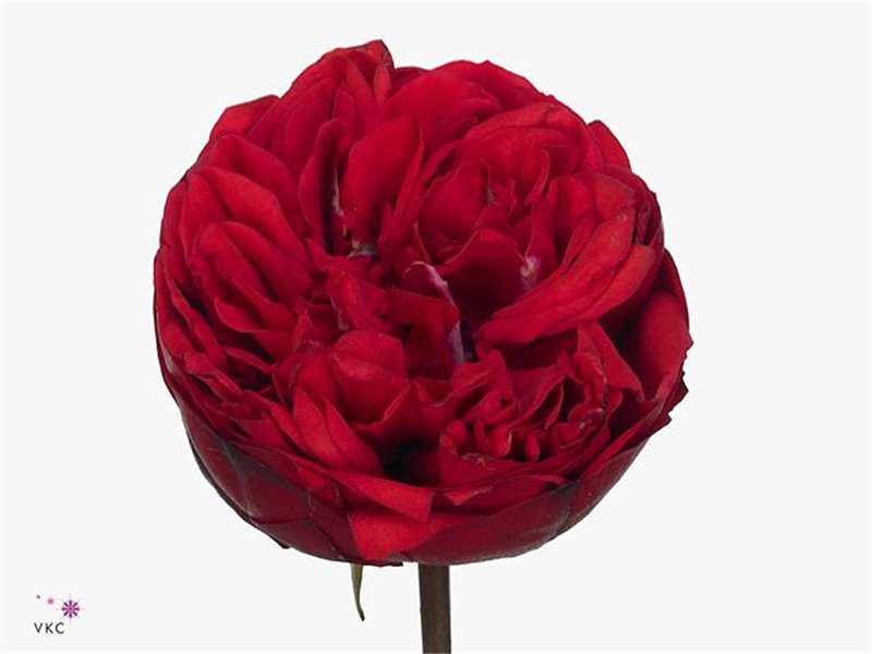 Vrtnica Garden Princess Crown c3566