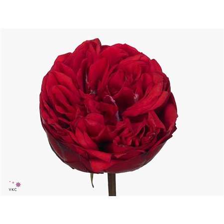 Vrtnica Garden Red Piano c3567