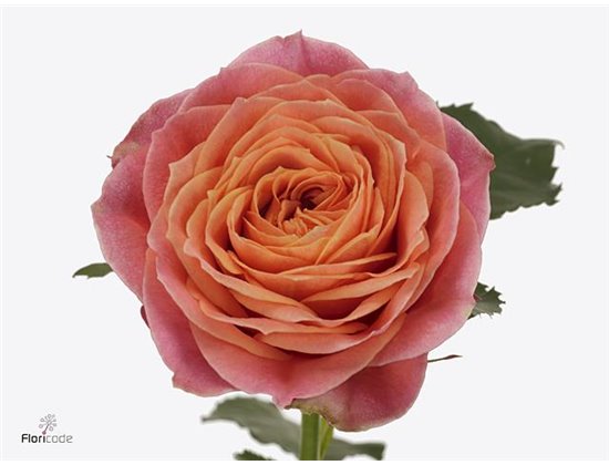 Vrtnica Garden Richmond Park c3569