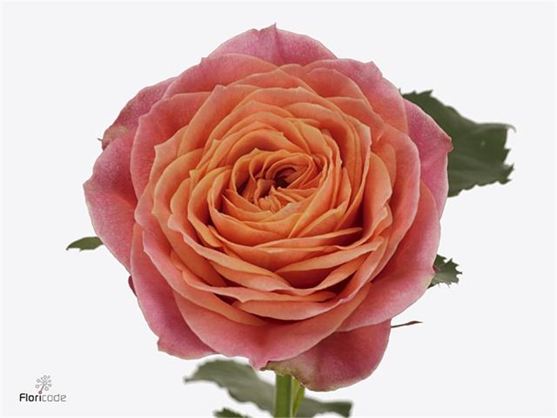 Vrtnica Garden Richmond Park c3569