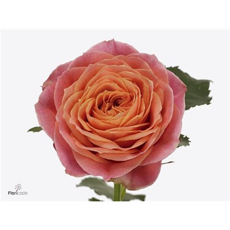 Vrtnica Garden Richmond Park c3569