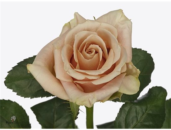 Vrtnica Garden Romantic Antike c3571