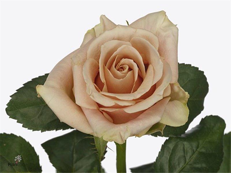 Vrtnica Garden Romantic Antike c3571