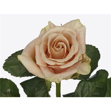 Vrtnica Garden Romantic Antike c3571